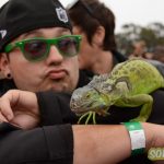 outside-lands-lezard